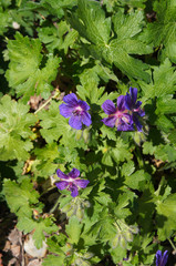 Geranium magnificum purple flowers with green