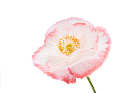 Beautiful poppy