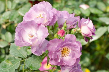 Obraz premium Purple roses flower blossom in a garden