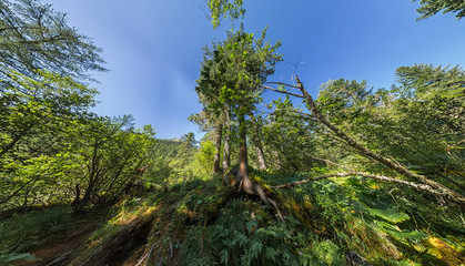Fototapeta na wymiar Creek in the fairy forest wide-angle panorama polar distortion