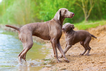 Weimaraner adult and puppy playing lakeside