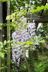 Obraz premium Branch of wisteria floribunda or japanese violet flowers with green in garden vertical