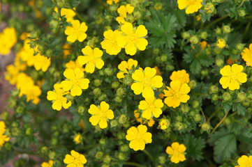 Potentilla fruticosa many yellow flowers with green - obrazy, fototapety, plakaty