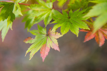 Closeup maple leaf on tree.