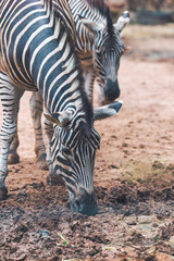 Close-up portrait of  zebra