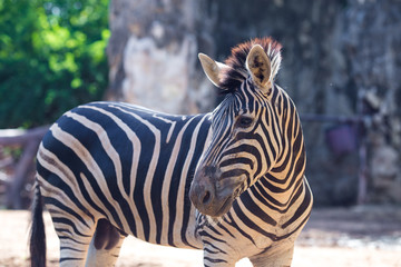Fototapeta na wymiar portrait of zebra Natural background