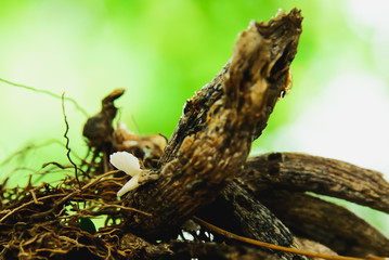 mushroom