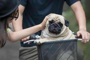 Cute little pug dog in the basket of bicycle with the owner