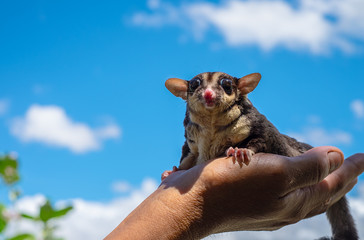 A chubby sugar glider on hand in blue sky background. It can smell its own. (Petaurus breviceps)