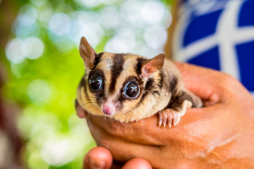 A chubby sugar glider on hand in bokeh background. It can smell its own. (Petaurus breviceps)