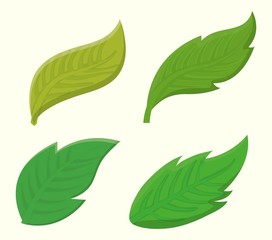 Leaves icon over white background colorful design vector illustration