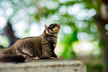 A Chubby adorable sugar glider climb on the table with tree bokeh in the garden. Looking for something. (Petaurus breviceps)