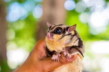 A chubby sugar glider on hand in bokeh background. It can smell its own. (Petaurus breviceps)