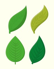 Leaves icon over white background colorful design vector illustration