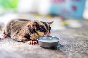 Sugar glider or flying squirrel sitting on table and eating white milk on blur background.