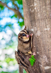 A Chubby adorable sugar glider climb on the tree in the garden. It can smell its own.(Petaurus...