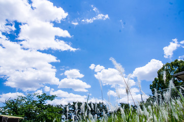 初夏、綿毛のチガヤと青空