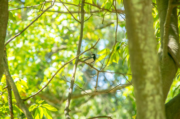 日本の野鳥・小枝にとまるシジュウカラ