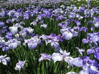 Obraz premium 花菖蒲 