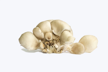 oyster mushrooms on white background