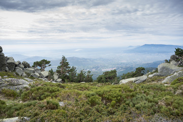 Fototapeta na wymiar Scots pine forest in Siete Picos (Seven Peaks) range, in Guadarrama Mountains National Park, province of Madrid, Spain