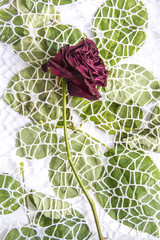 two red roses on the background