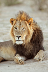 Fototapeta na wymiar Portrait of a big male African lion (Panthera leo), South Africa.