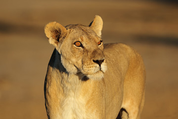 Fototapeta na wymiar Portrait of an African lioness (Panthera leo), Kalahari desert, South Africa.