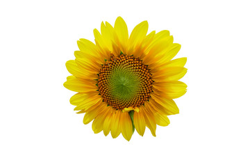 Beautiful sunflower as isolated background