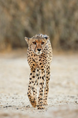 An alert cheetah (Acinonyx jubatus) walking, Kalahari desert, South Africa.