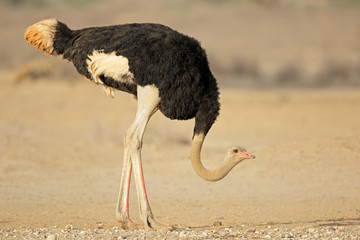 Mannelijke struisvogel (Struthio camelus) in natuurlijke habitat, Kalahari-woestijn, Zuid-Afrika.