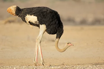 Foto op Plexiglas Struisvogel Mannelijke struisvogel (Struthio camelus) in natuurlijke habitat, Kalahari-woestijn, Zuid-Afrika.