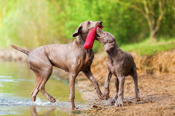 Weimaraner adult and puppy fighting for treat bag