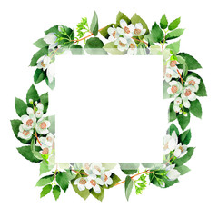 Wildflower Chubushnik flower farme in a watercolor style isolated.