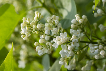 Flower of white lilac.