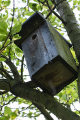 Wooden box for birds on the tree.