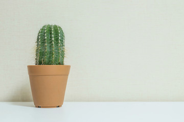 Closeup fresh green cactus in brown plastic pot for decorate on blurred wooden white desk and wall textured background in room in black and white tone with copy space