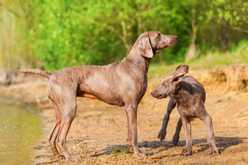 Weimaraner adult and puppy playing lakeside