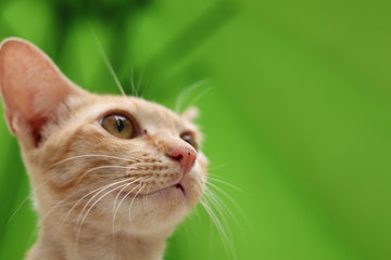 Obraz premium Yellow/Ginger cat relaxing in the park