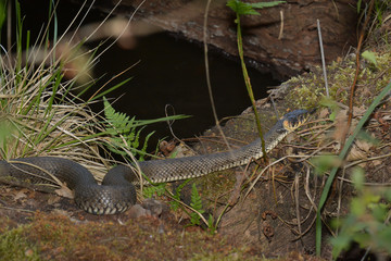 Naklejka premium Ringelnatter am See