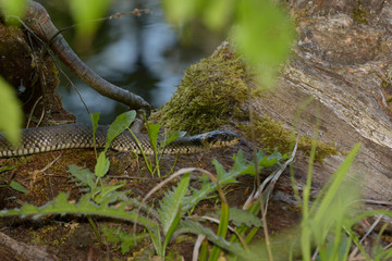Ringelnatter am See