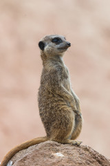 Meerkat, suricate, sentinel watching