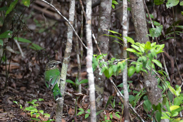 Spotted catbird in rainforest