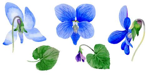 Wildflower Viola papilionacea flower in a watercolor style isolated.