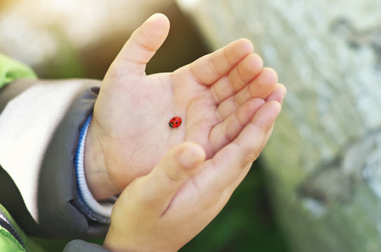 Ladybug on child hand.