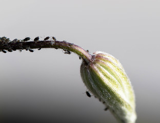 Schädlinge auf einer Pflanzenknospe