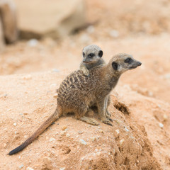 Fototapeta premium Meerkat, suricate, baby with mother, love