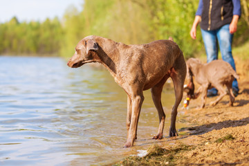 Naklejka na ściany i meble person with Weimaraner dogs at a lake