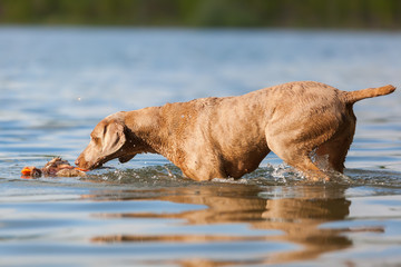 Weimaraner puppy walking in a lake