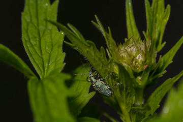 Rüsselkäfer im Regen